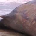 Reutersi video: Kaldale uhutud kašelott