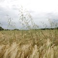 Teraviljakasvatajad kaotavad tuulekaera tõttu aastas kümneid miljoneid eurosid