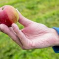Kaubaks läheb tuhandeid tonne õunu, aga vaid paarsada kilo neist on eestimaised