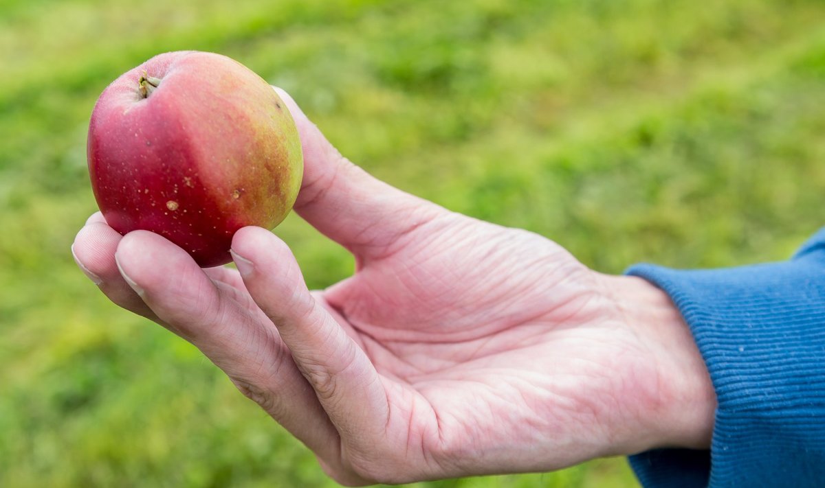 Kui sort õige ja kasvutingimused head, näeb Eestis kasvanud õun kena ja punapõskne välja.