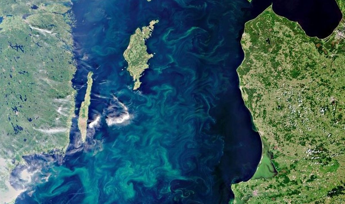 Sini-rohevetikad Läänemeres. Foto: Euroopa kosmoseagentuur (ESA)