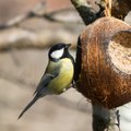 Как самим сделать очень простой и вкусный корм для птиц 