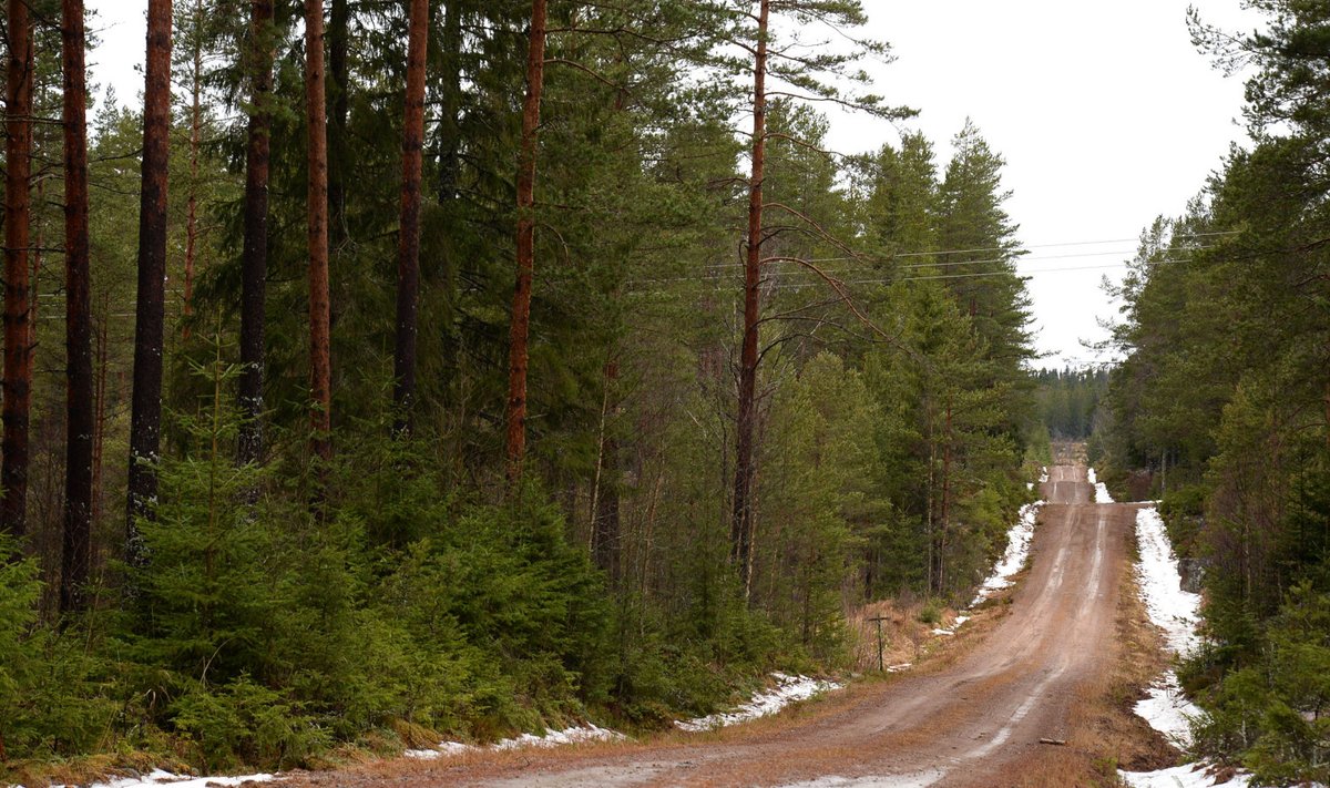 Sellised olud valitsevad hetkel Rootsi talveralli teedel.