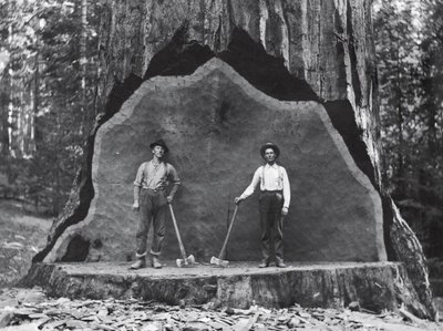 Сотни людей позировали фотографам на фоне этого великана из бассейна Конверса, пока его не срубили в начале XX века. Трудности заготовки древесины спасли гигантские секвойи в других борах от подобной печальной участи.