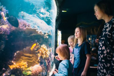 В Морском мире Sea Life в Хельсинки можно довольно близко познакомиться с более и менее известными обитателями океанов.