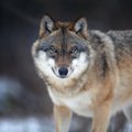 Jahi- ja metsamees: Eesti hundid vajavad kaitset