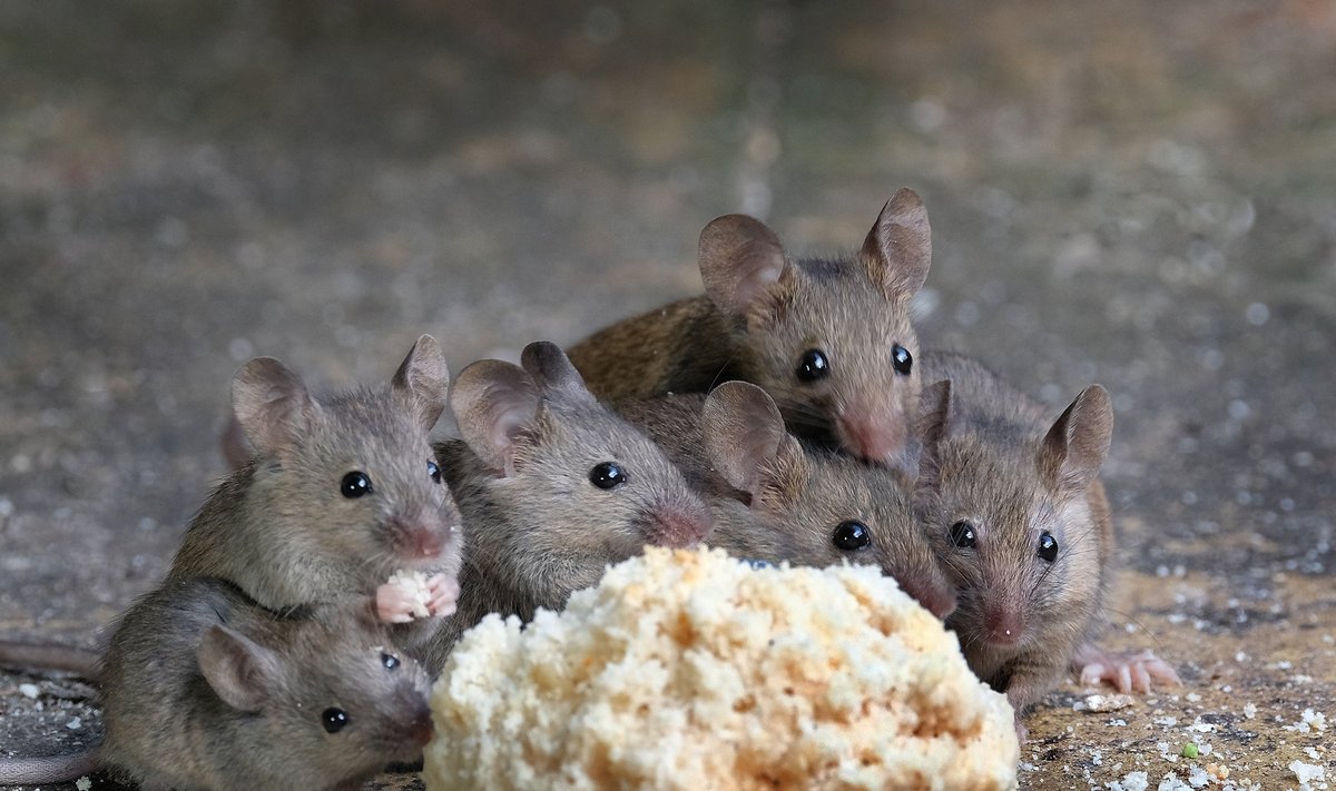 Tänavu tungivad hiired juba enne külmi majadesse ja sedapuhku on neid iseäranis palju.