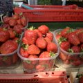 Pikk põuaperiood võib muuta maasikamüügi perioodi lühikeseks