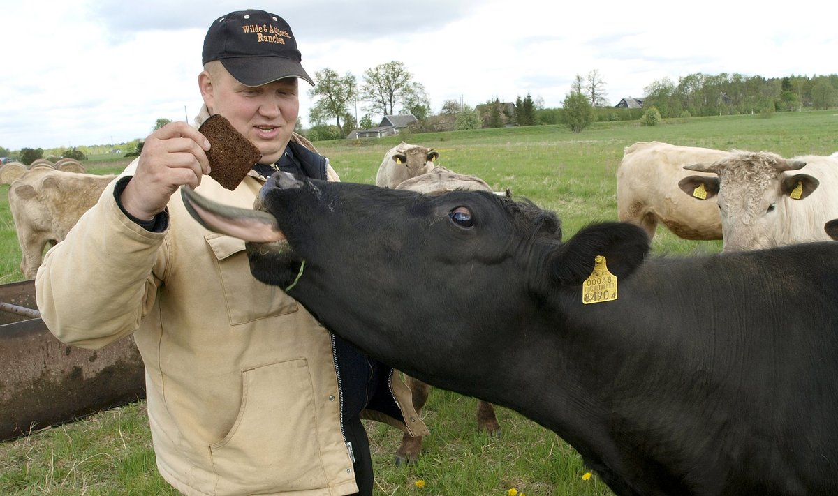 Viskla Farmer OÜ omanik Ivo Nokkuril on oma lihaveistega väga usalduslik suhe, mis ka fotolt välja paistab.