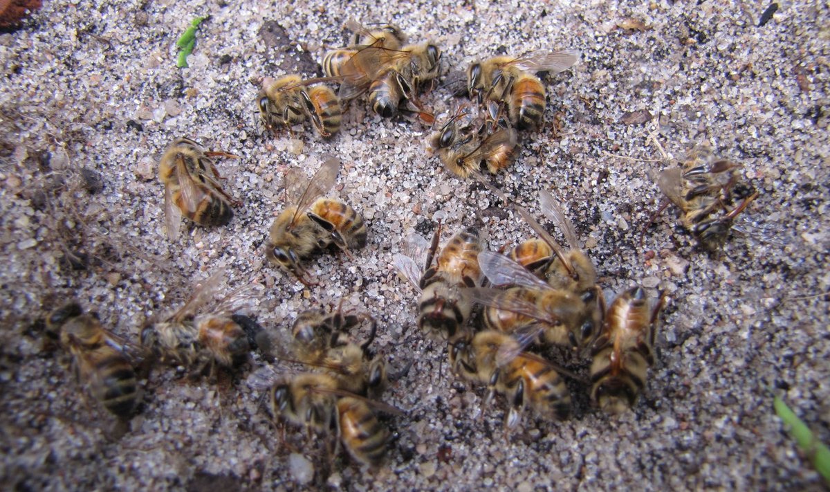 Väino Eskla mesilas hukkunud mürgistusnähtudega mesilinnud.