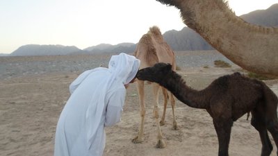 Beduiin kaamelitega kõrbes.