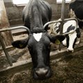 Kruuse: enamik piimakarjadest hakkab saama suuremat toetust