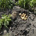 Millist eestis aretatud kartulisorti peate parimaks?