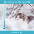 Ole hooliv! Lemmikloom võib külma tõttu haigestuda nagu inimenegi
