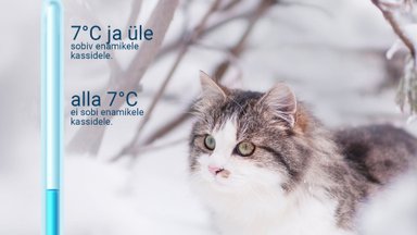 Ole hooliv! Lemmikloom võib külma tõttu haigestuda nagu inimenegi