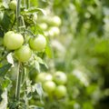 Mida tomatid oma kasvatajalt ootavad?