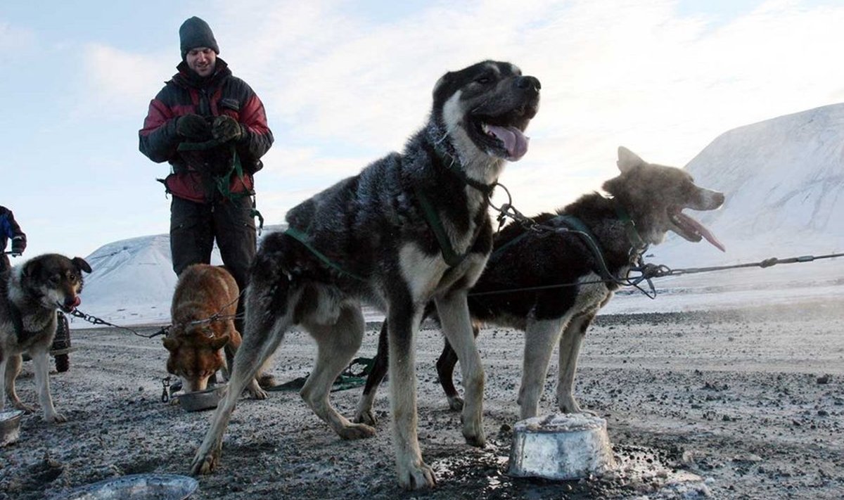 Suvel Teravmägedele saabunud koeraajaja Oliver Hinchey on tüüpiline noor Svalbardi elanik, kes on tulnud siia õnne otsima ja end proovile panema. Aasta jooksul lahkub saabunuist 20–25%, kuue-seitsme aastaga aga vahetub peaaegu kogu elanikkond, et anda ruumi uutele noortele tulijatele. (Foto: Rein Sikk)