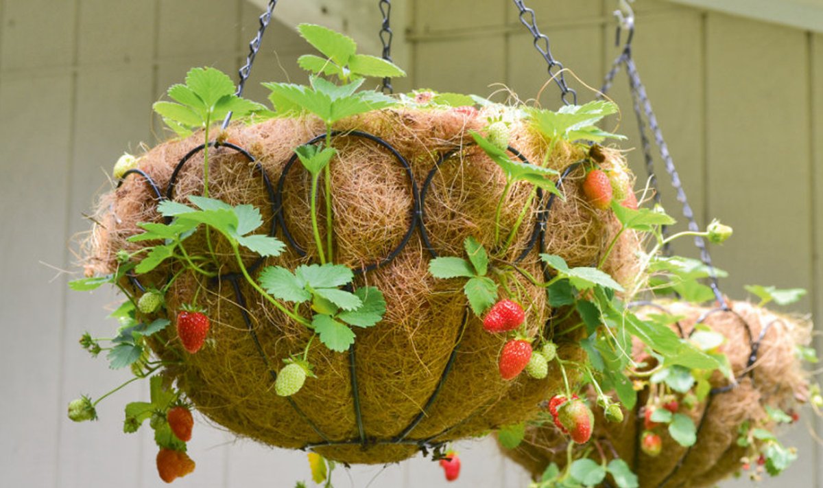 Kui ruumi on vähe ja peenraid pole võimalik teha, kasvatage maasikaid amplis. Kookoskiust amplisse saab taimed istutada ka külgedele ja seda uhkem maasikasülem kasvab. Ripp-potti tuleb muidugi hoolega kasta ja väetada. Amplisse sobivad paremini taasviljuvad sordid, mis annavad saaki kuni külmadeni.
