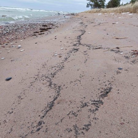 Hiiumaa rannikult avastati võimalik reostus, tõenäoliselt on tegu naftasaadusega