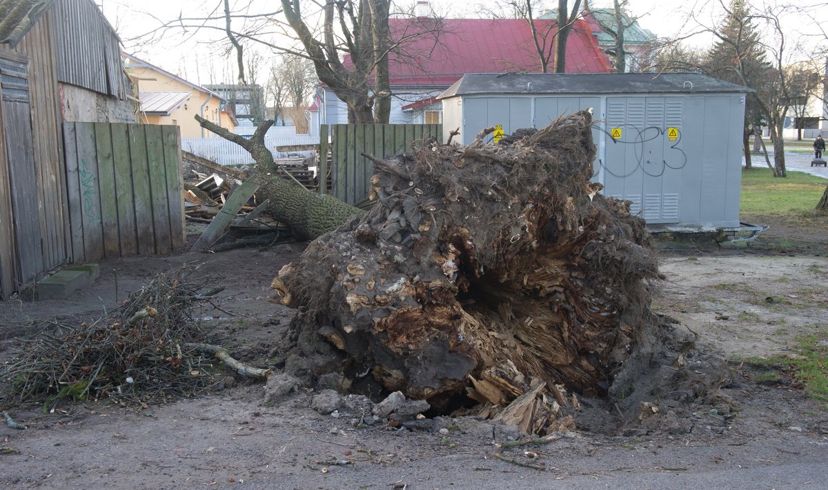 Vana puu Kadrioru pargis jäi tormile alla