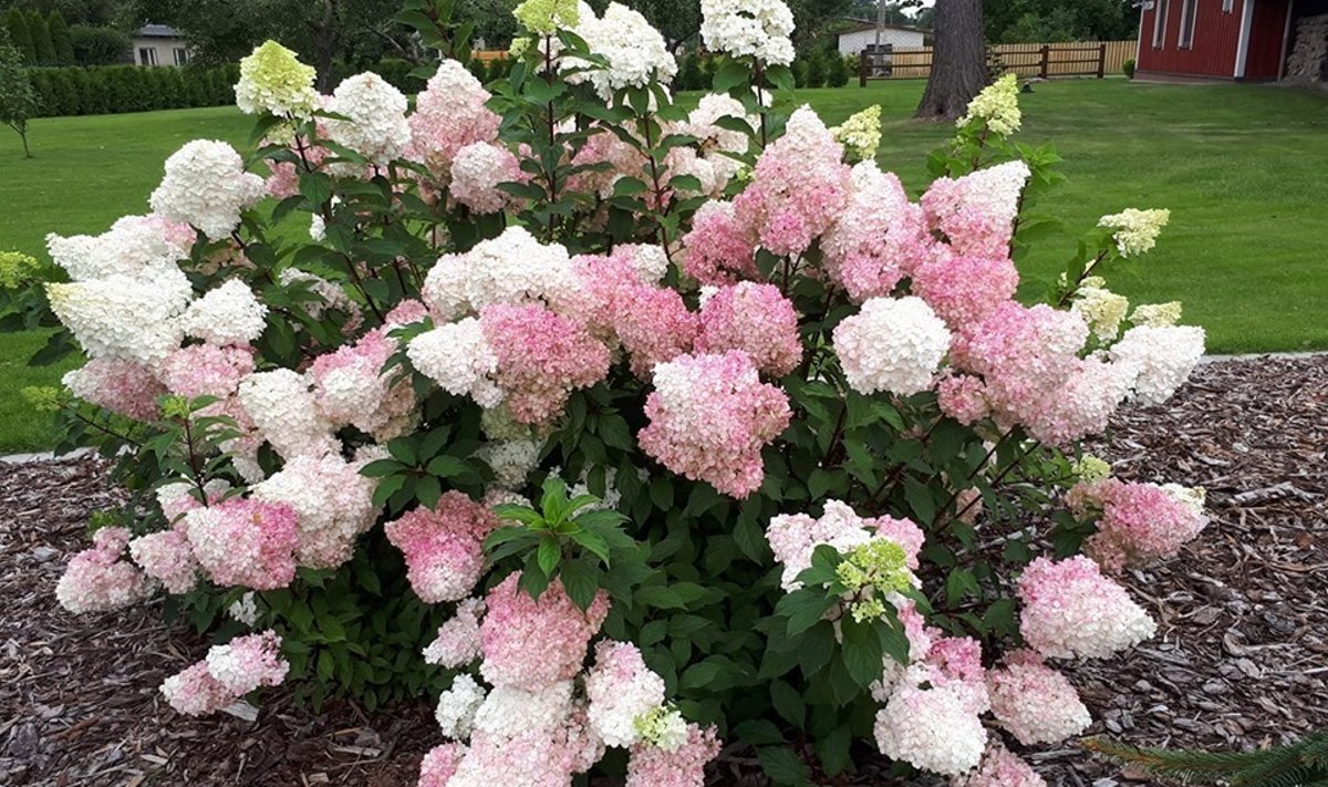 Aedhortensia Võiste puukoolis.