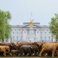 Слоны в Лондоне: зачем деревянное стадо пригнали к Букингемскому дворцу