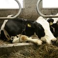 Eesti piimatootjaid ähvardab EL-i trahv