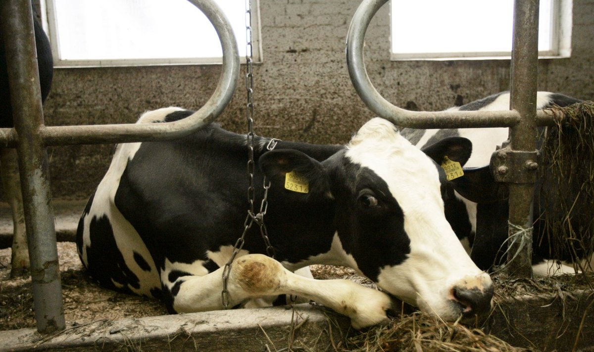  Väätsa Agrot võib oodata 150 000 - 200 000 eurone EL-i "piimatrahv".