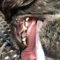 Chelsea sai uue naeratuse: Eesti loomaarst paigaldas esmakordselt koerale metallist hambakroonid