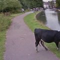 Tundmatu tegelane: Lehma privaatsuse huvides otsustas Google tema näo avalikkuse eest igaks juhuks peita