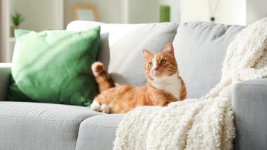 Как быстро убрать шерсть кота с мебели: простая хитрость