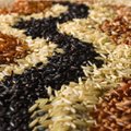 Põhjalik juurdlus: kuidas valida oma toidulauale õige riis?