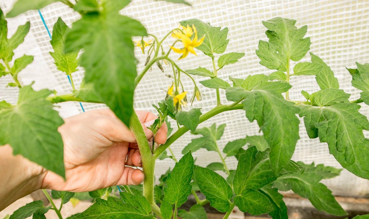 Tomatitaimedel tuleb lehekaenlas kasvavaid külgvõsusid murda.