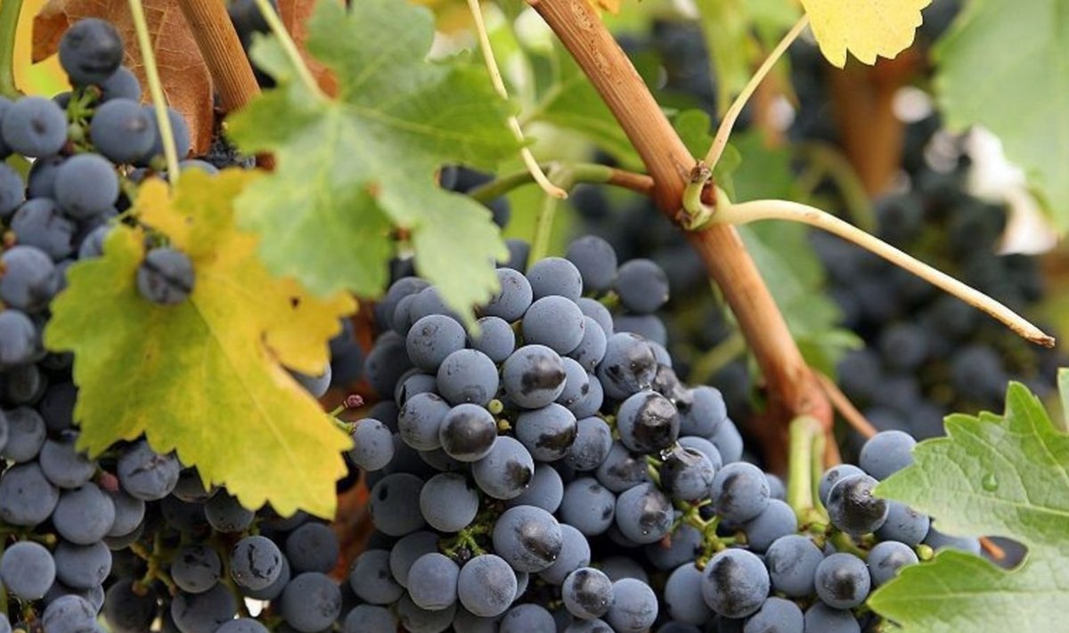 Resveratrooli leidub rohkelt punastes viinamarjades