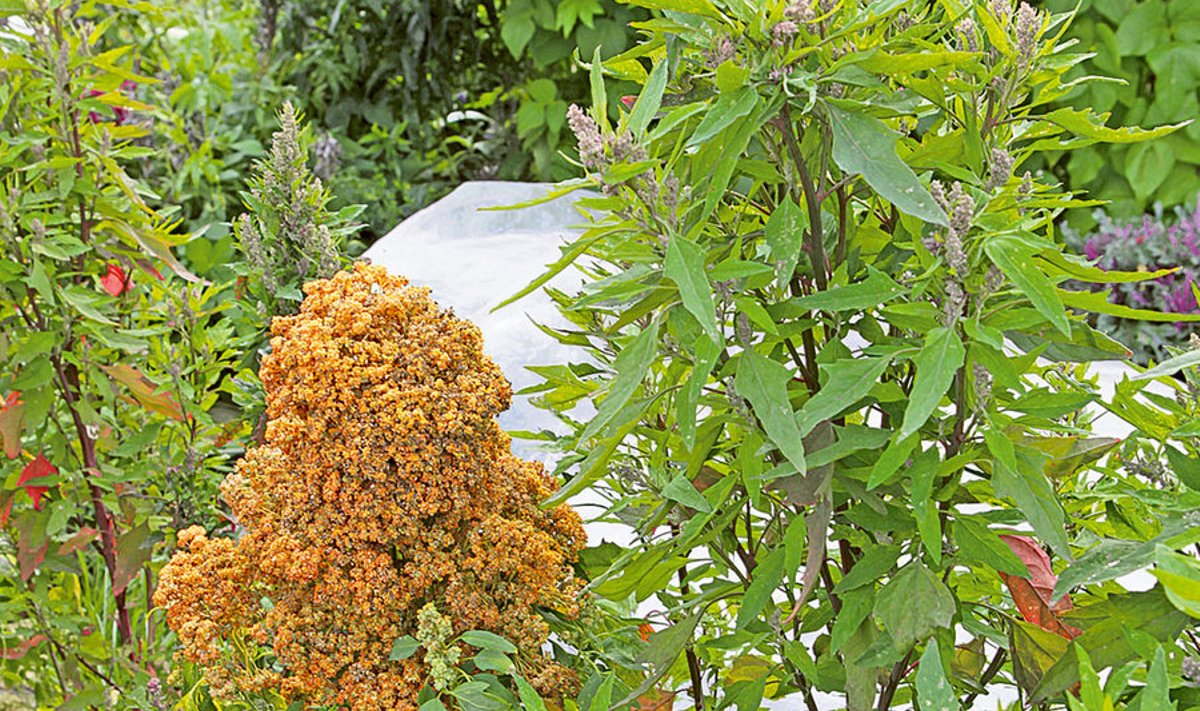 4 Suve  lõpuks  kasvab  lillmalts  (paremal)  kõrgeks puhmikuks.  Oranži “mütsiga” taim vasakul on seemneid küpsetav tšiili hanemalts ehk kinoa.                              6 Lillmaltsa noored  õisikud asendavad edukalt  brokolit.