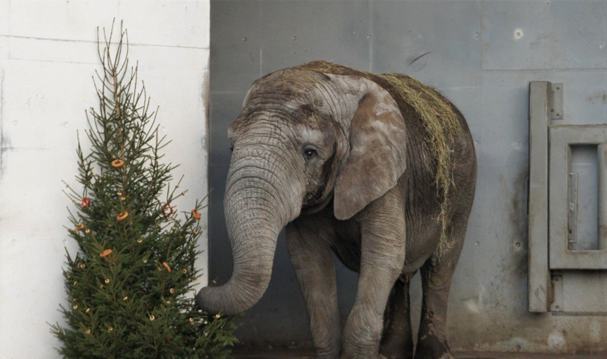 Jaanuaris saab Tallinna Loomaaias tutvuda aafrika elevandi toitumistavadega