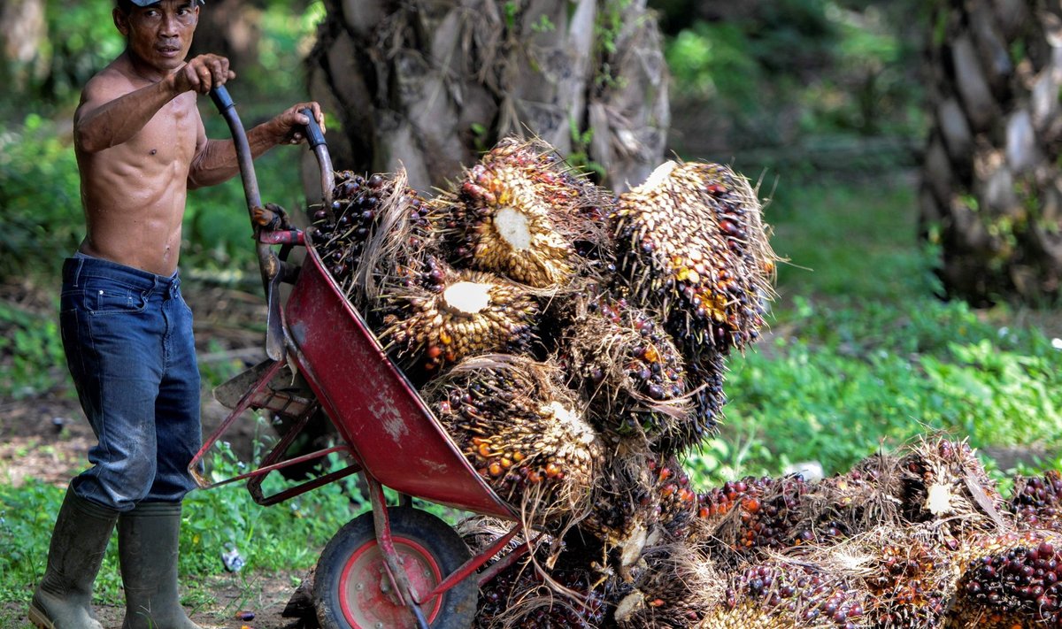 Palmiistanduse tööline Indoneesias