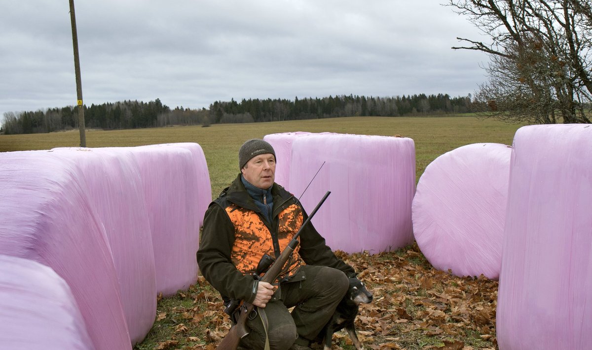 Rakvere Jahindusklubi tegevjuht Jaan Villak teab põhjust, miks karud silopalle rapivad.