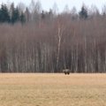 ВИДЕО | Медведь вышел из зимней спячки! Сонный косолапый прогуливался вдоль шоссе Таллинн-Тарту 