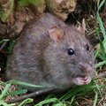 Avakosmose kiirgus muudaks rotid rumalaks