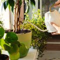 Kas kastad oma taimi üle või hoopis liiga vähe? Nende märkide järgi saad teada