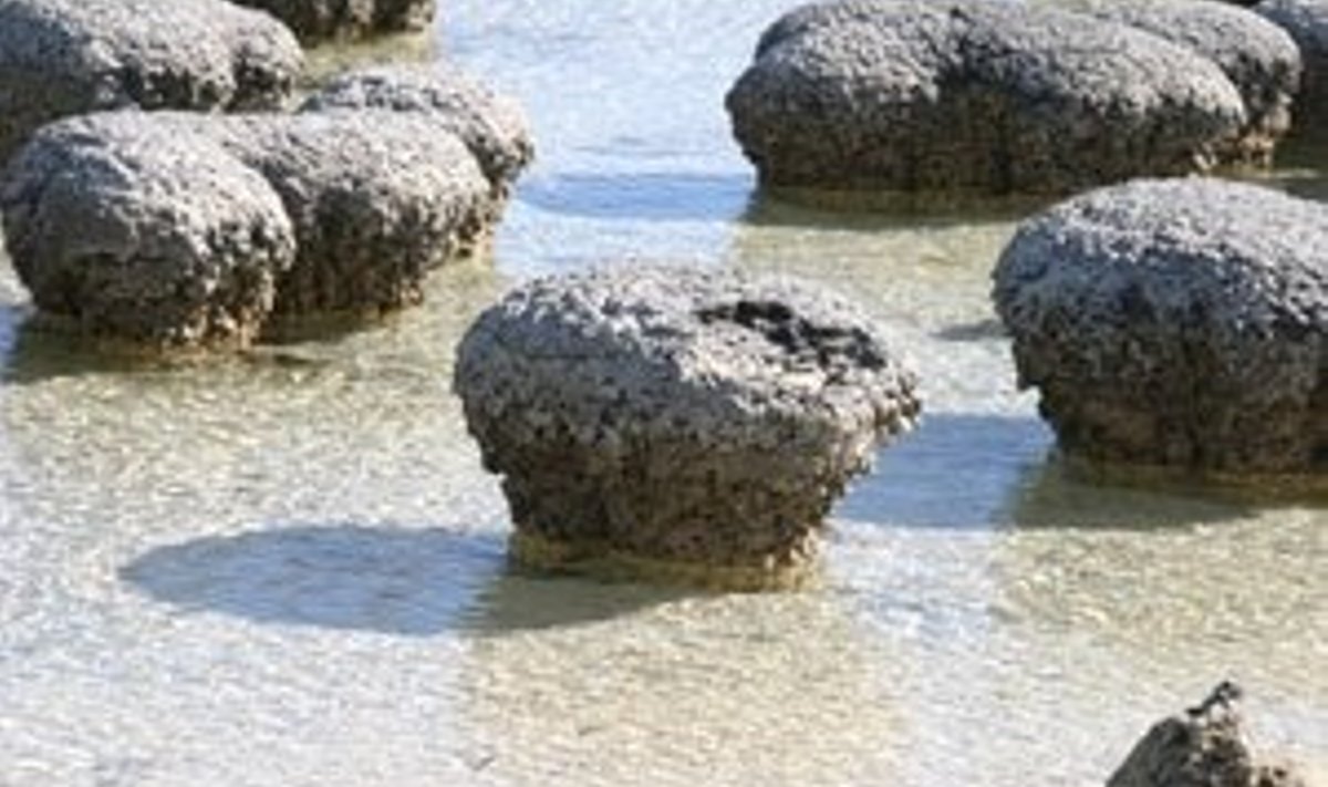 Kivimid, millelt leiti bakterimassi jälgi. Foto: Macquarie ülikool