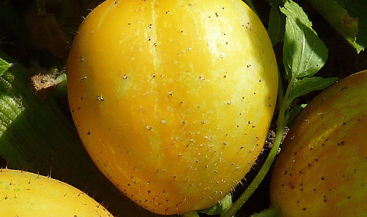 Sidrunkurk meenutab nii värvilt kui ka välimuselt sidrunit.