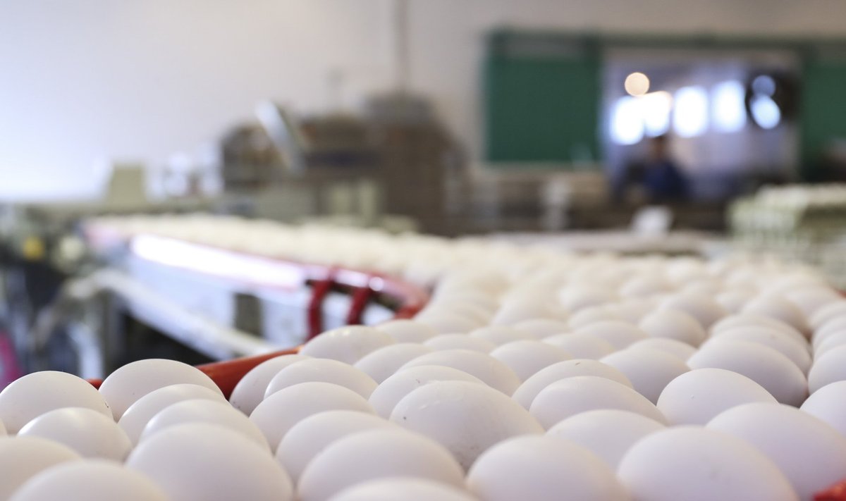 Eggo munade tootja DAVA Foods Estonia. Vladimir Sapožnin