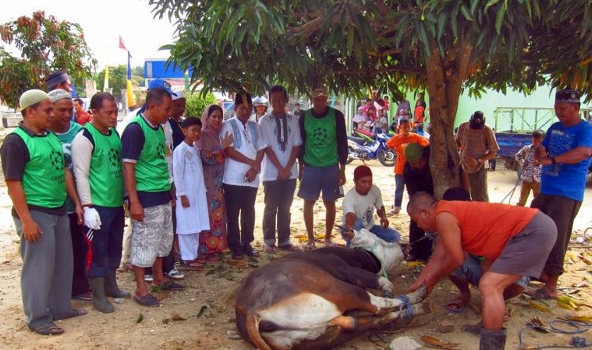 MÄLETSEJATE HOLOKAUST: püha nõuab ohvreid kogu islamimaailmas. Pildil surmab lehma Indoneesia Melaki linna meer.