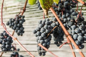 Algajale aednikule sobib viinapuusort ’Zilga’, millest saab ka erilist veini