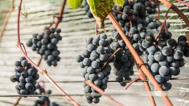 Algajale aednikule sobib viinapuusort ’Zilga’, millest saab ka erilist veini