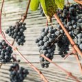 Viinamarjade kasvatamisega alustades sobib sort ’Zilga’, millest saab ka erilist veini