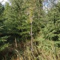 37 лет труда: как один человек вырастил огромный лес