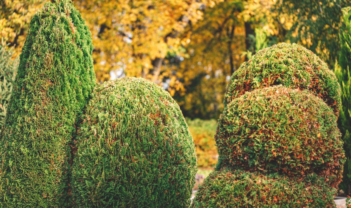 Nice,Shapes,Of,Cropped,Or,Sculpted,Thuja,Trees,In,Cemetery.